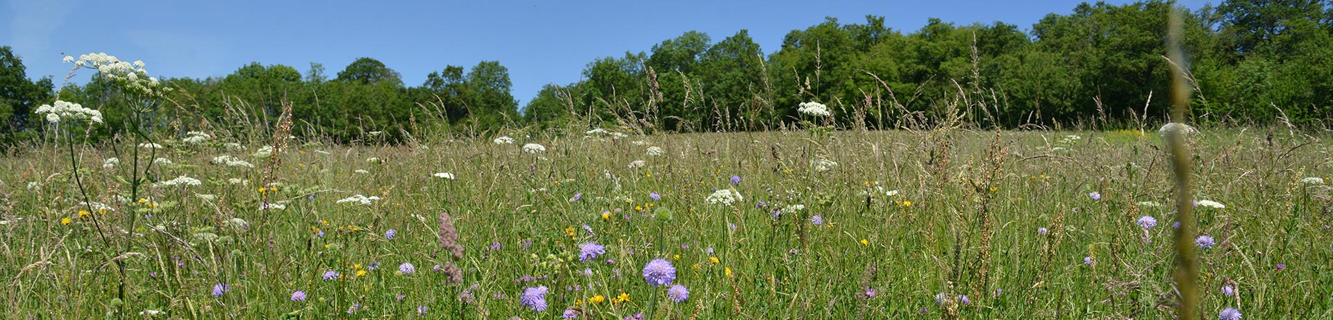 Symbiopôle - La passion des plantes pour le bien-être des animaux d’élevage